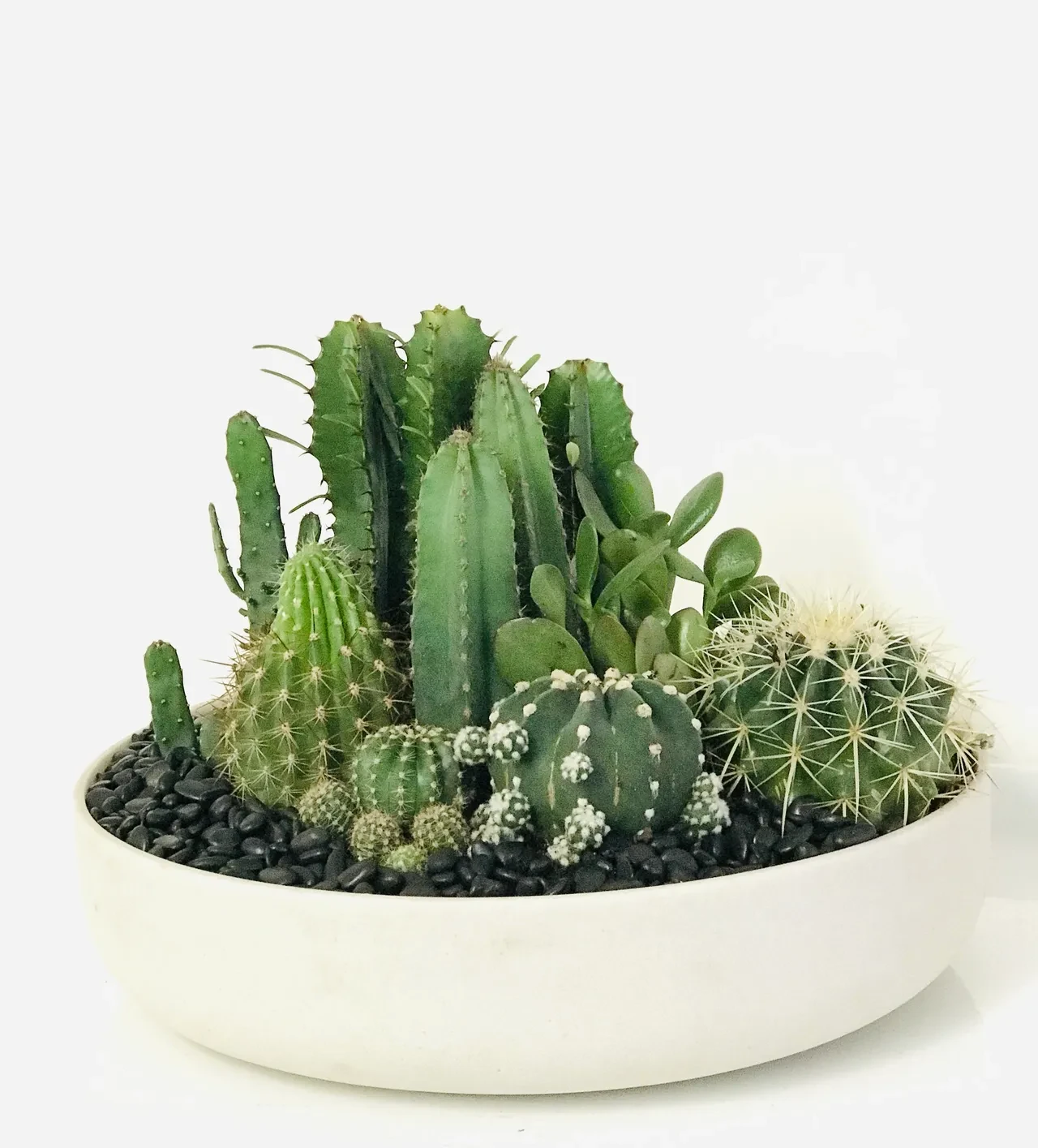 Mixed cacti and succulents in white ceramic bowl