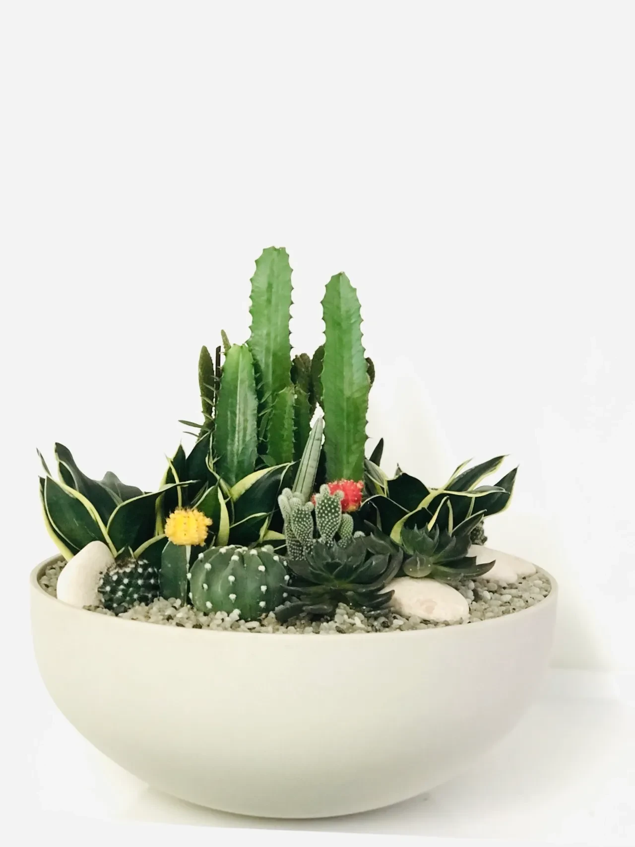 Mixed cacti with yellow blooms in white ribbed bowl